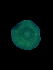 Green scoly