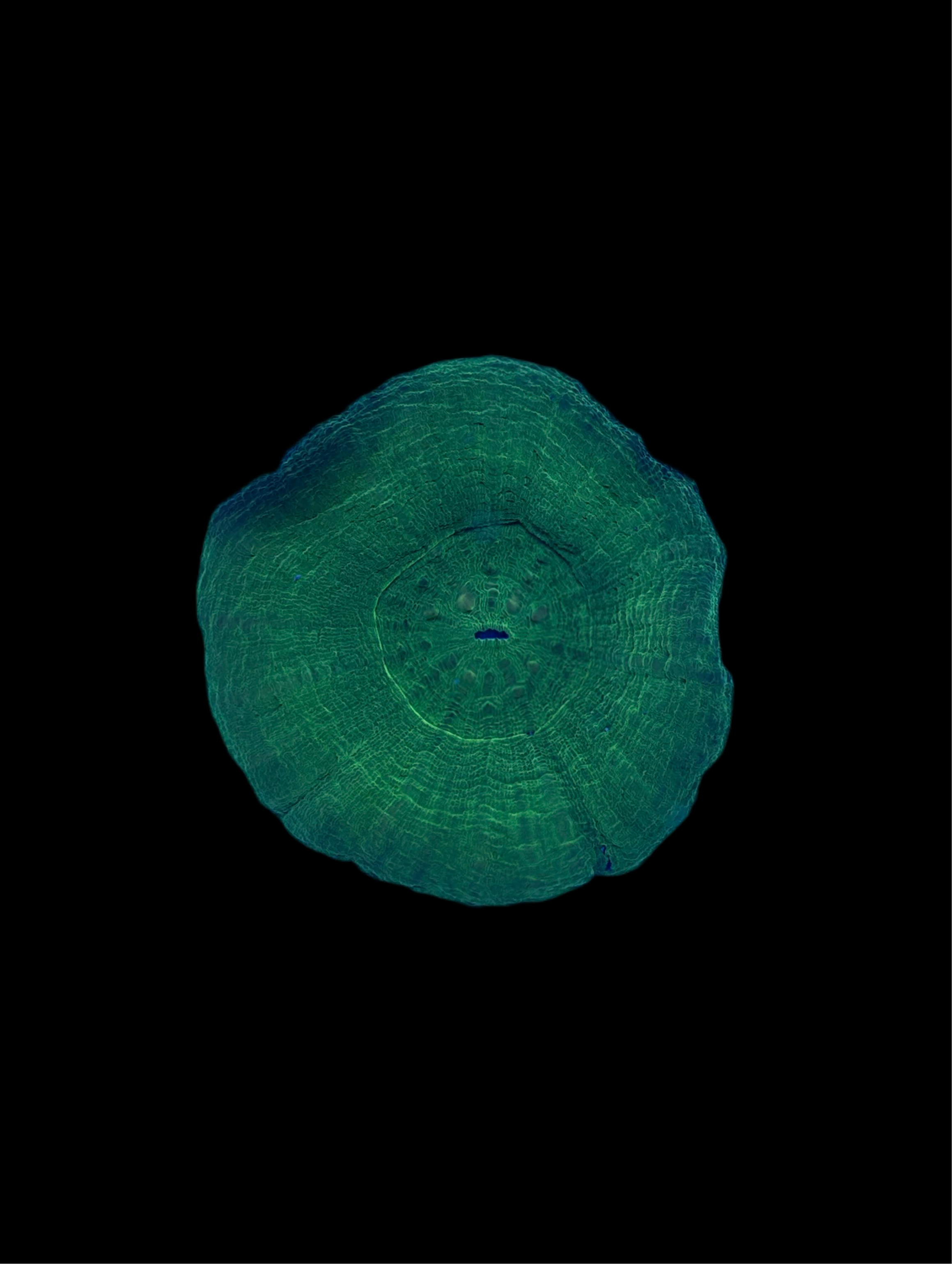Green scoly