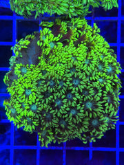 Toxic Goni Colony