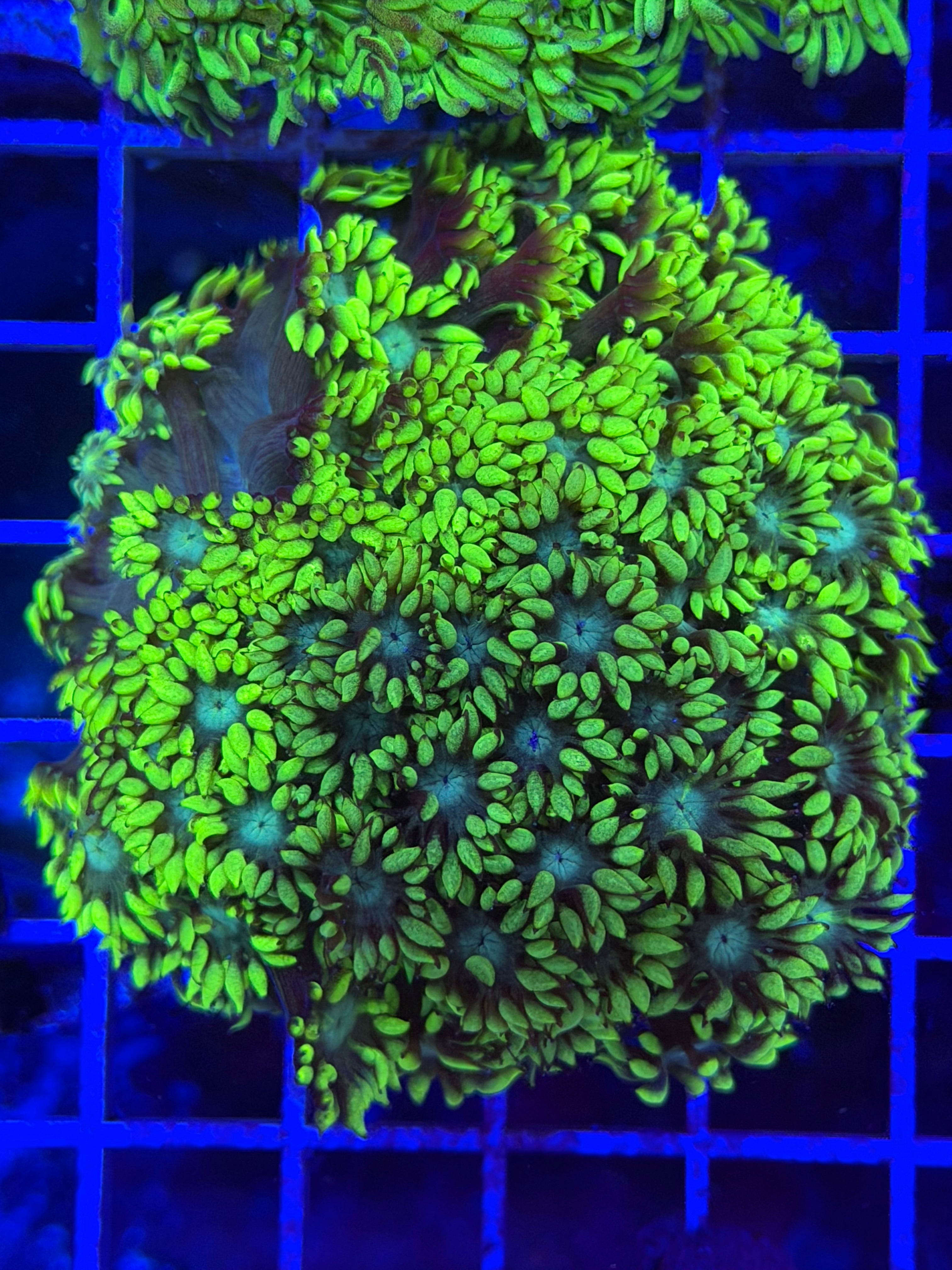 Toxic Goni Colony
