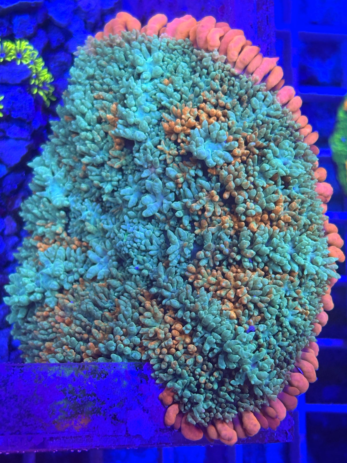 Frankenstein Mushroom ￼