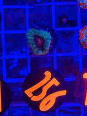 Pink eye Acan