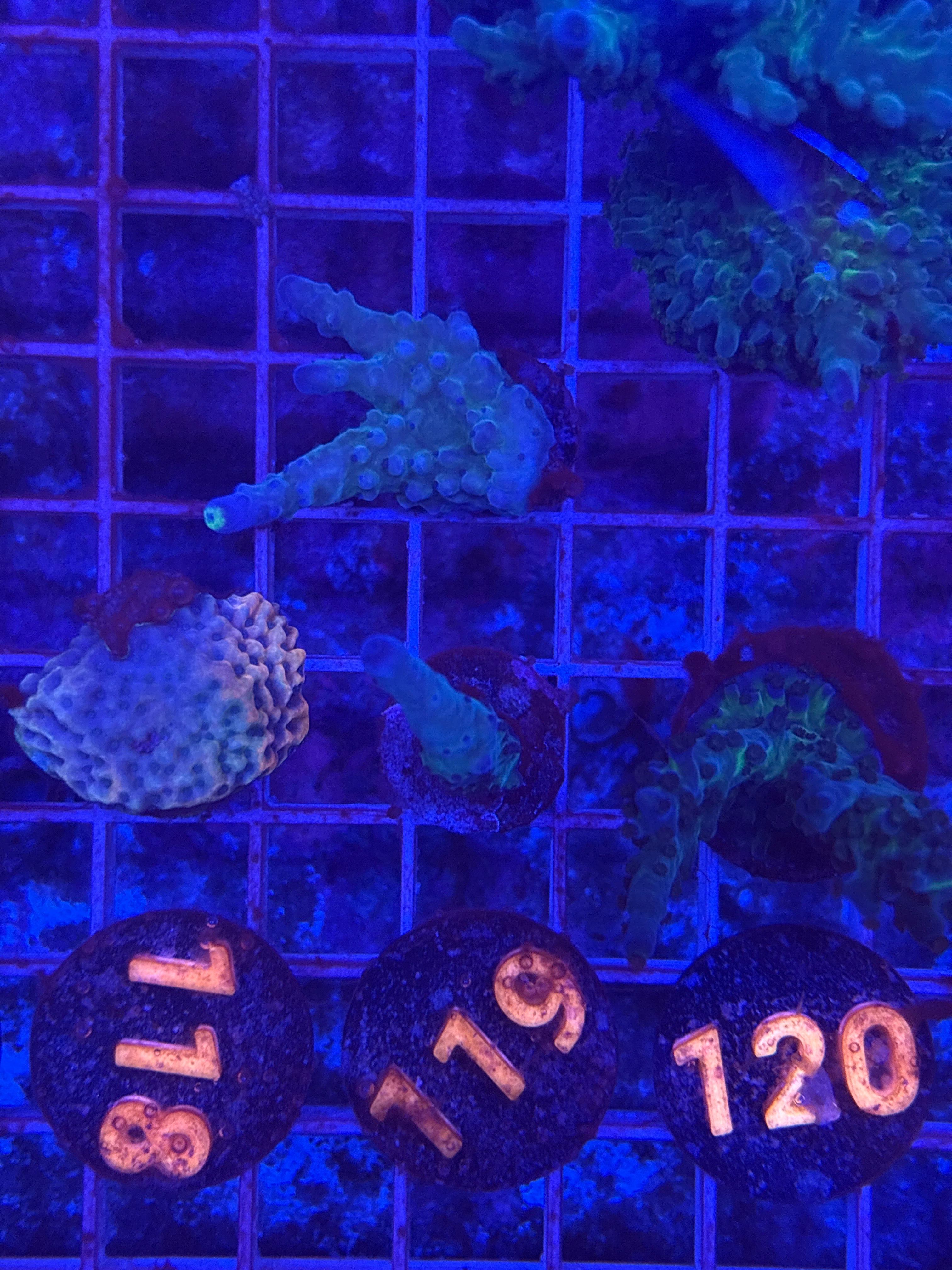 Yellow Tip Acro