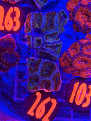 Monster Inc Acan