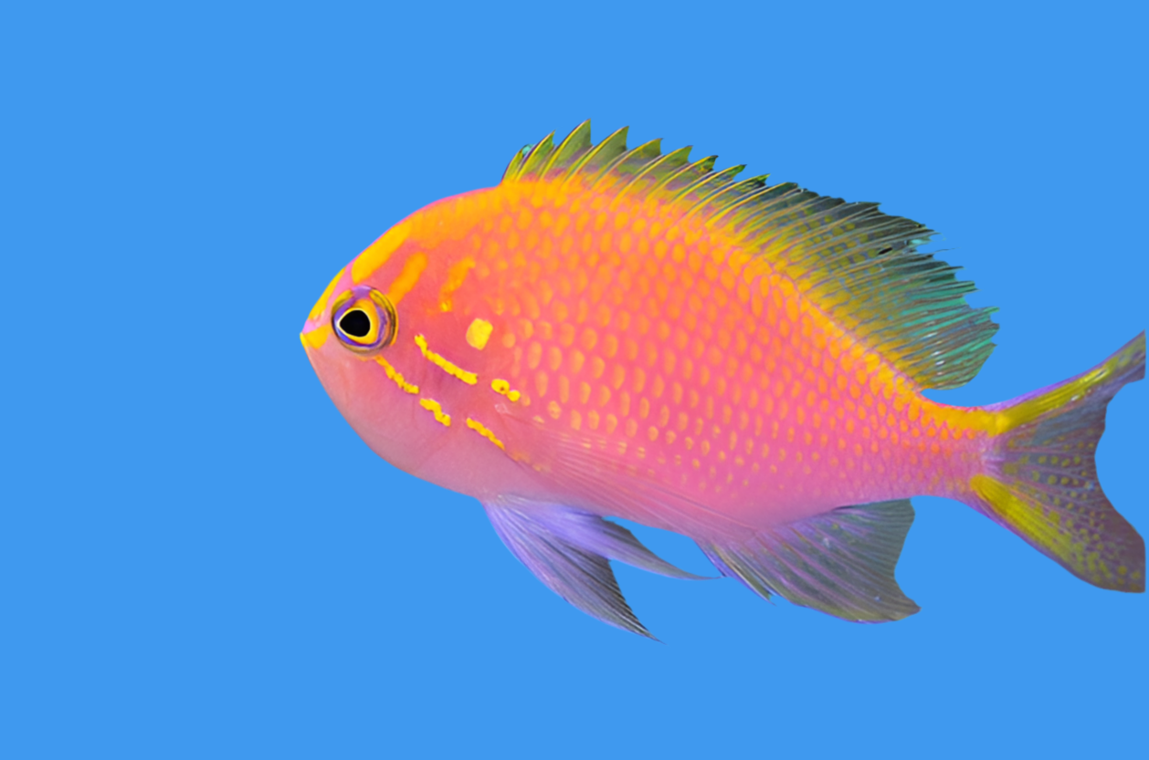 Sunburst anthias