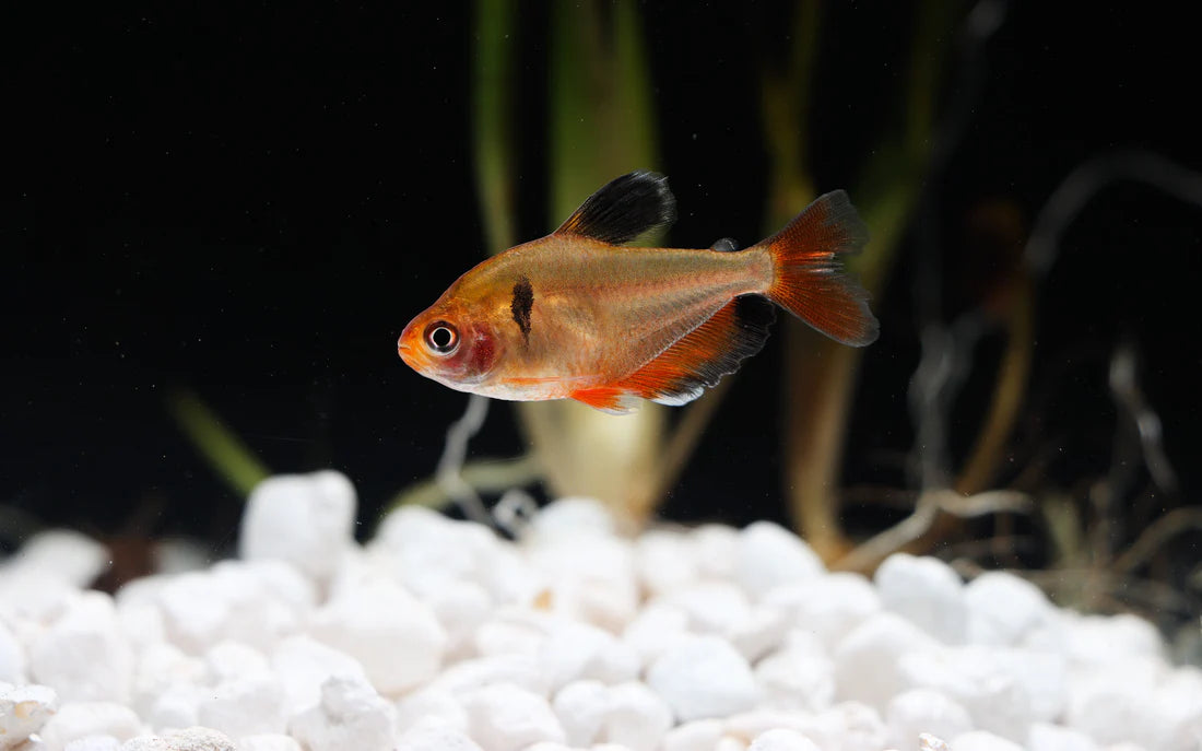 LongFin Serpae Tetra Med