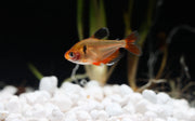 LongFin Serpae Tetra Med