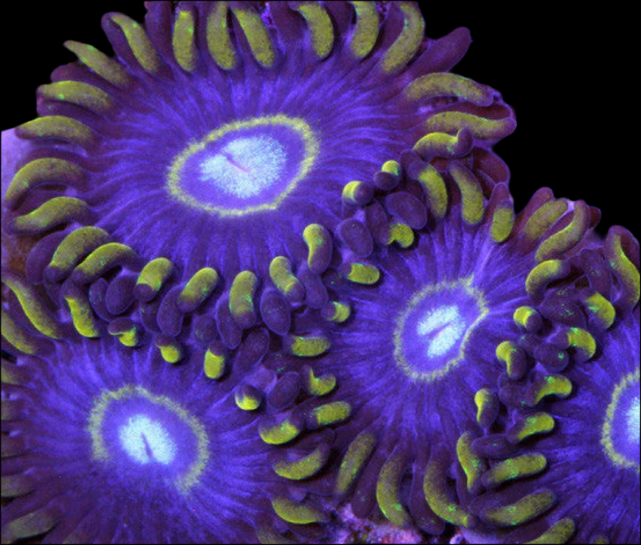 Blue hornet 30 per frag