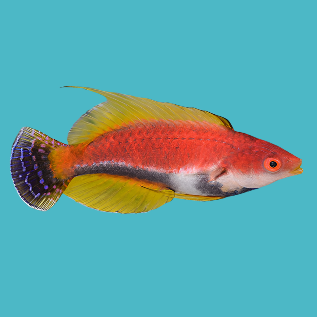 Whip fin fairy wrasse