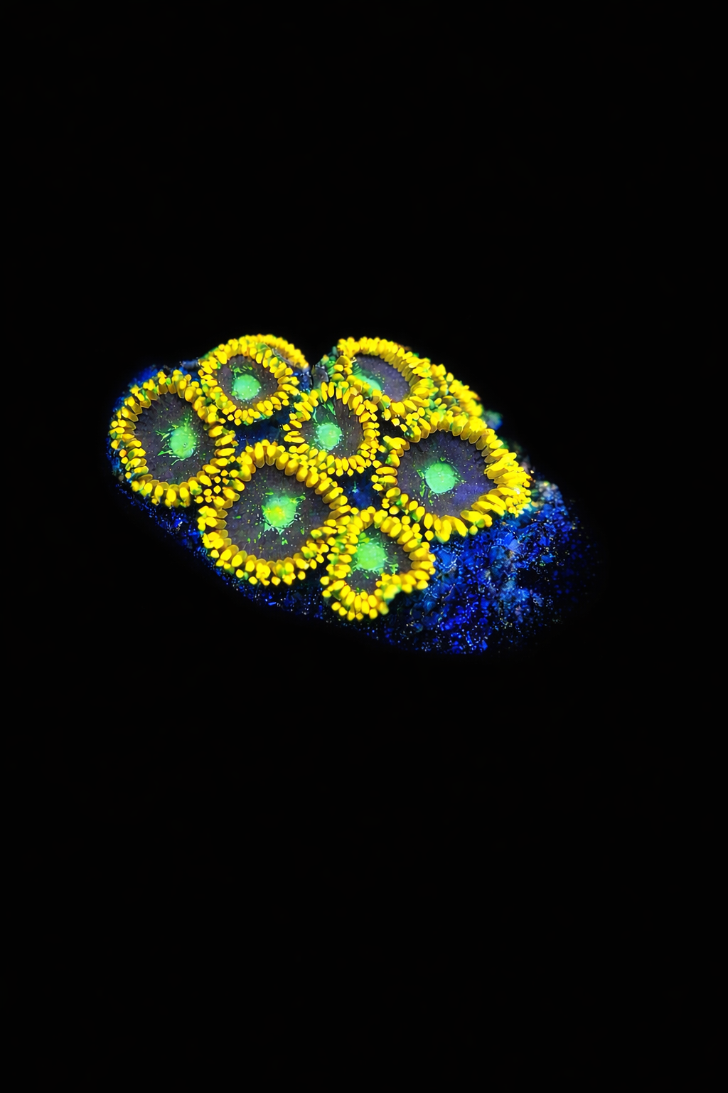 Hydros Electric Gold Zoanthids