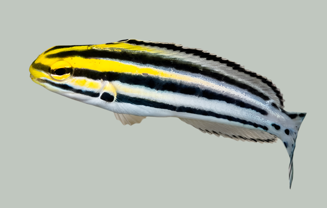 Striped Blenny