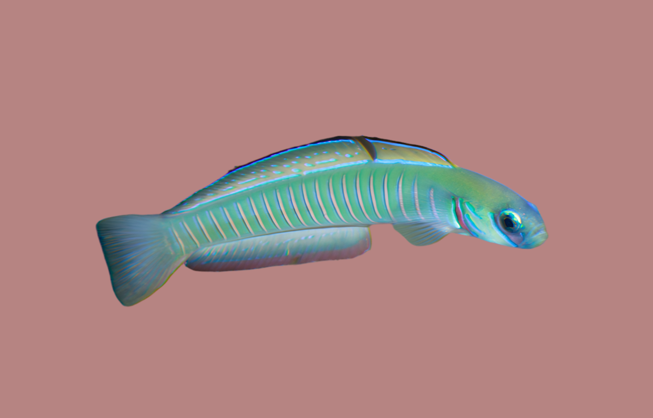 Bar Goby