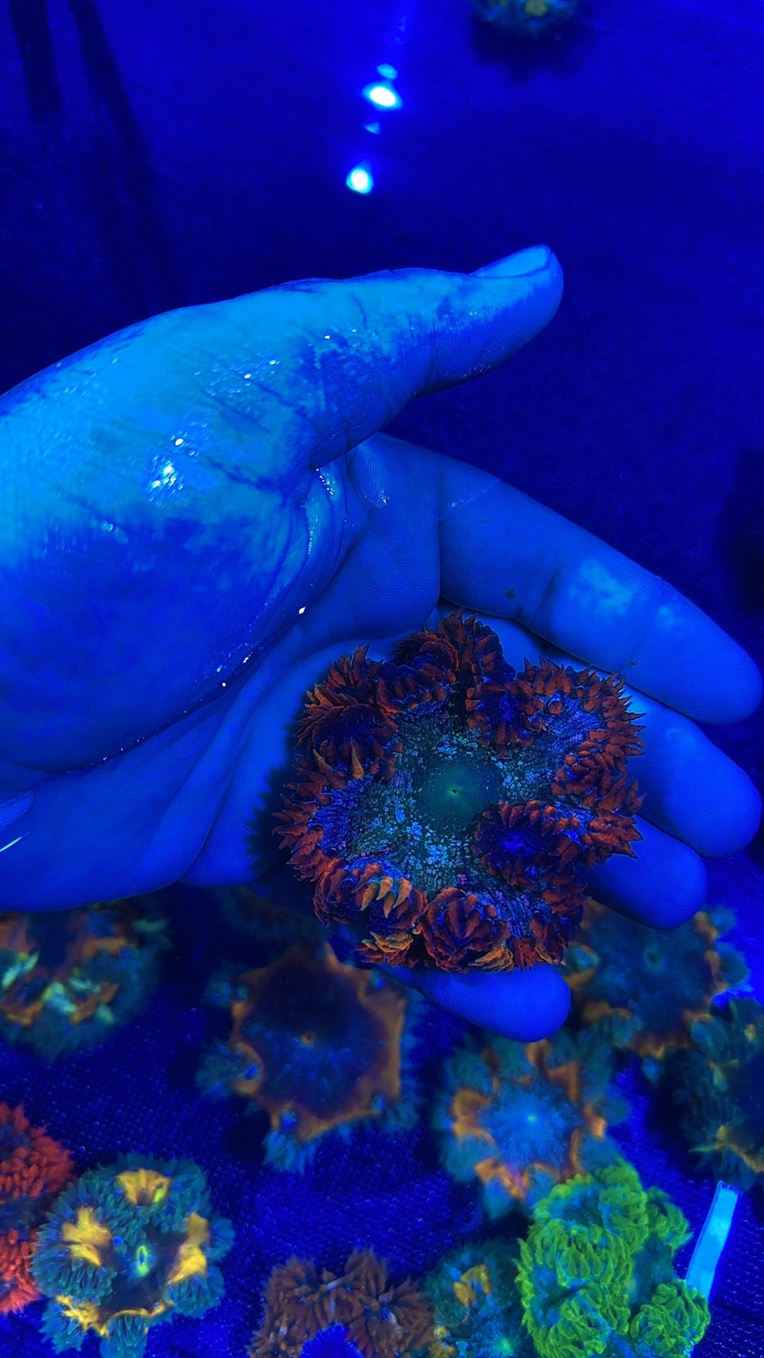 Rock Anemone