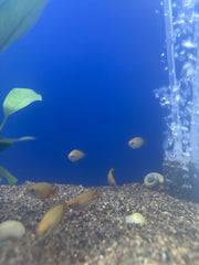 Dwarf Honey Gourami