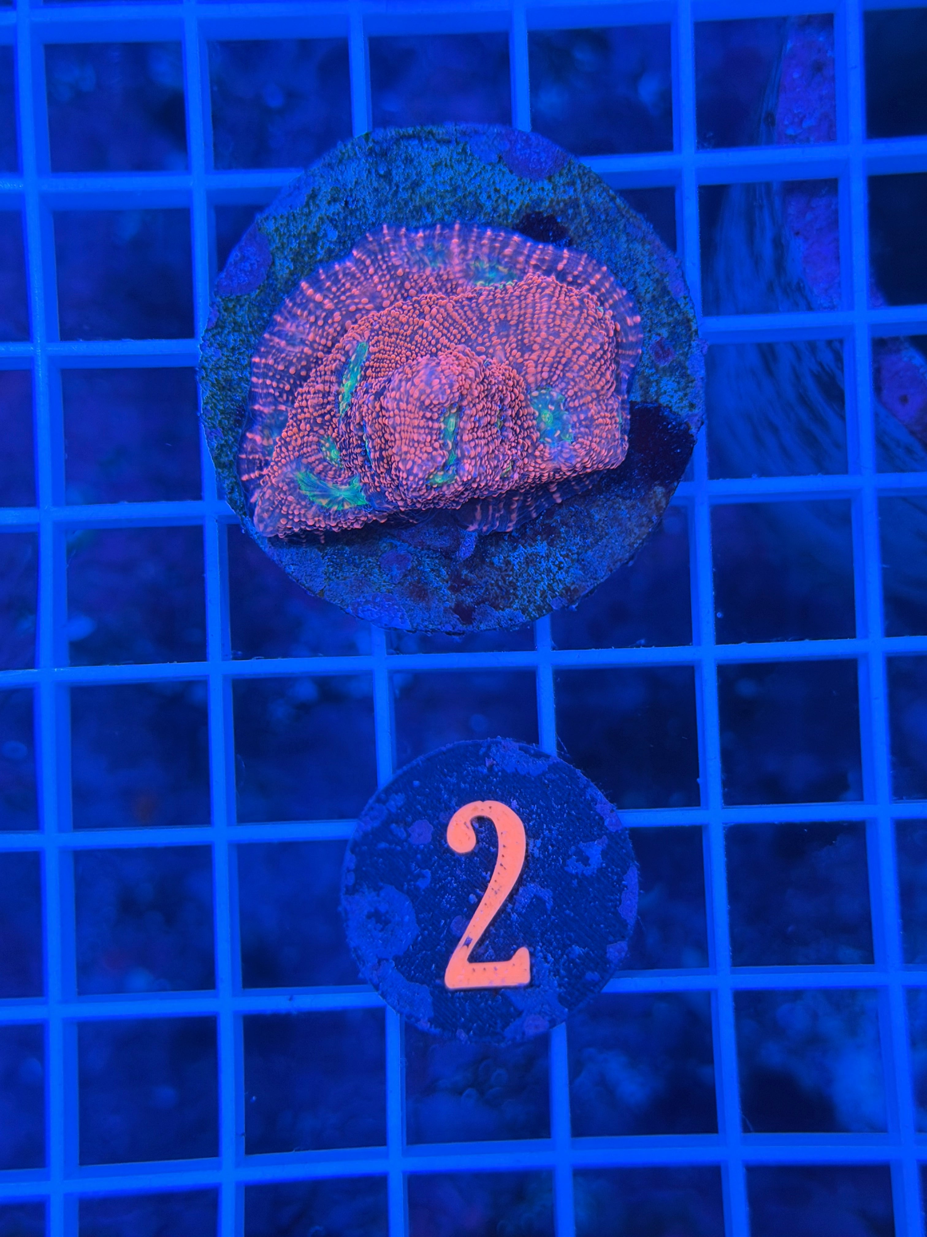 Pink Boobies Chalice