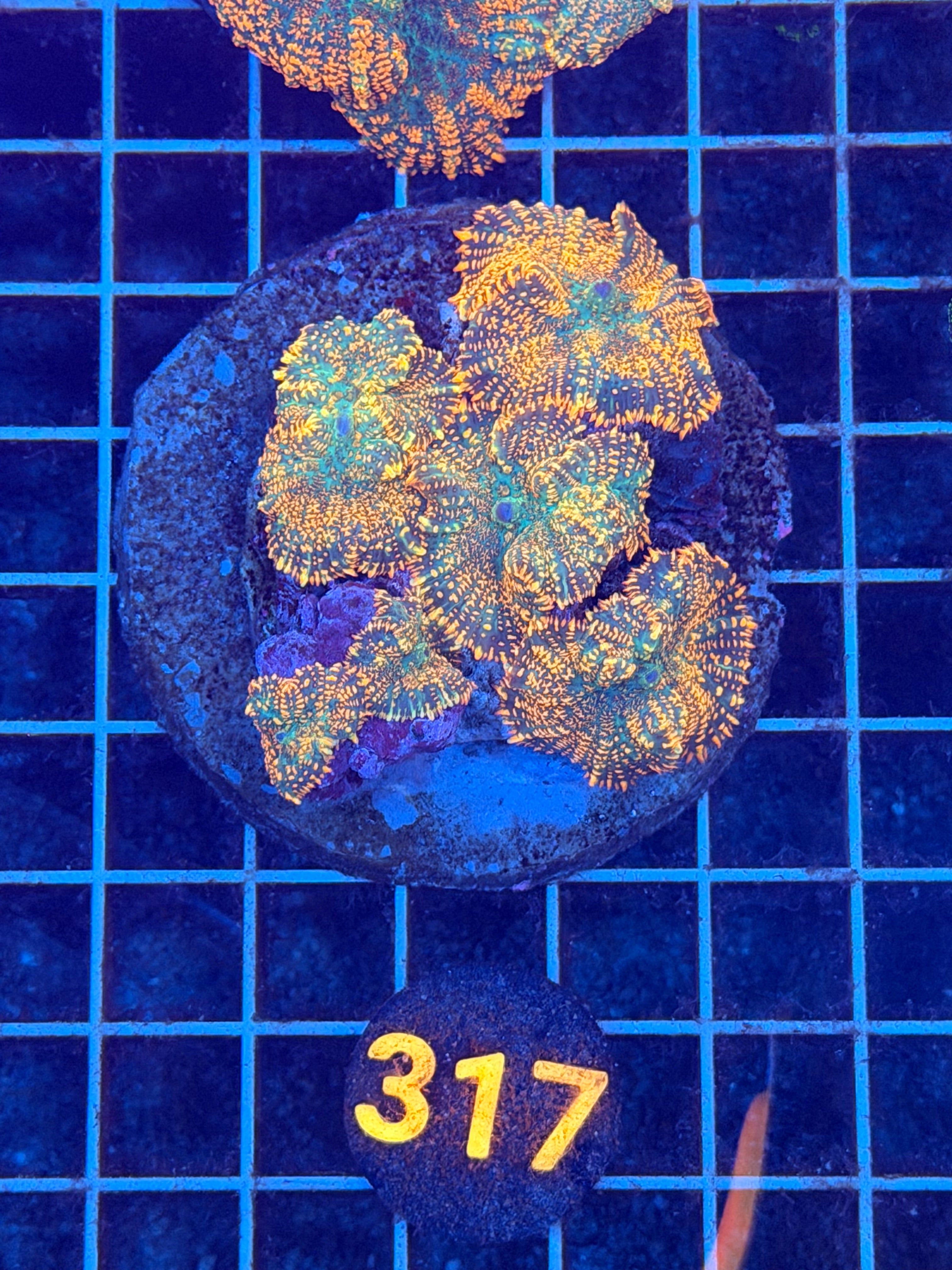 Orange Crush Mushroom Colony