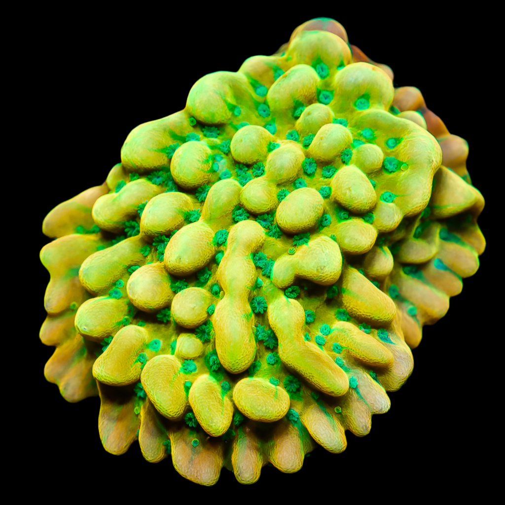 Beach bum montipora