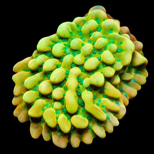 Beach bum montipora