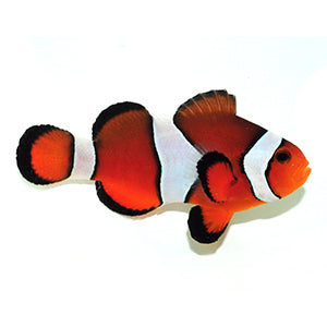 SA Fancy Clownfish