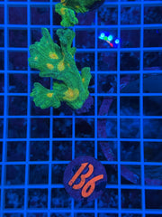 Space Invader Pectinia Frags