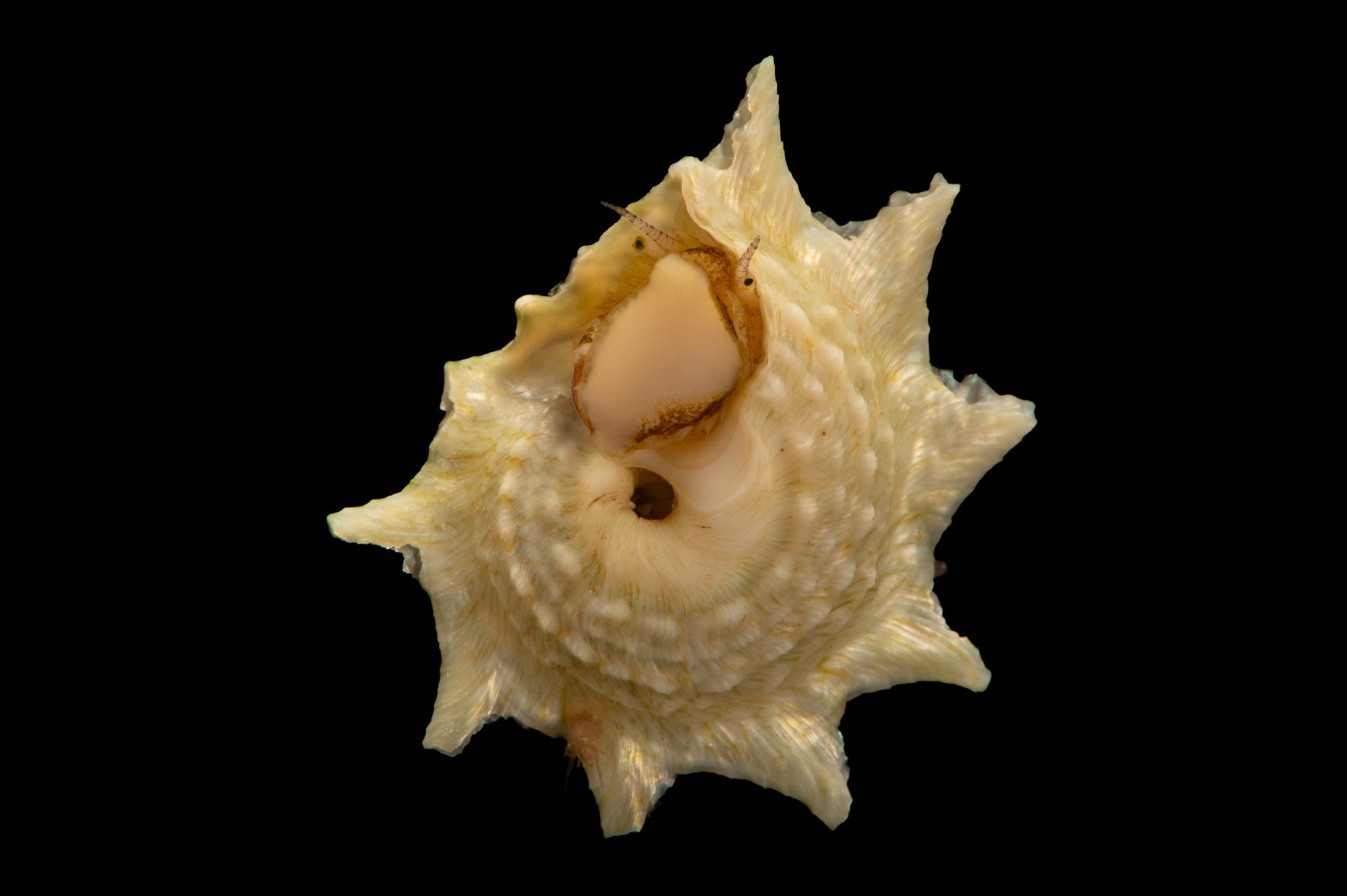 Ninja Star Snail