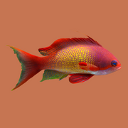 Male squamipinnis anthias