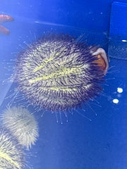 Purple urchin