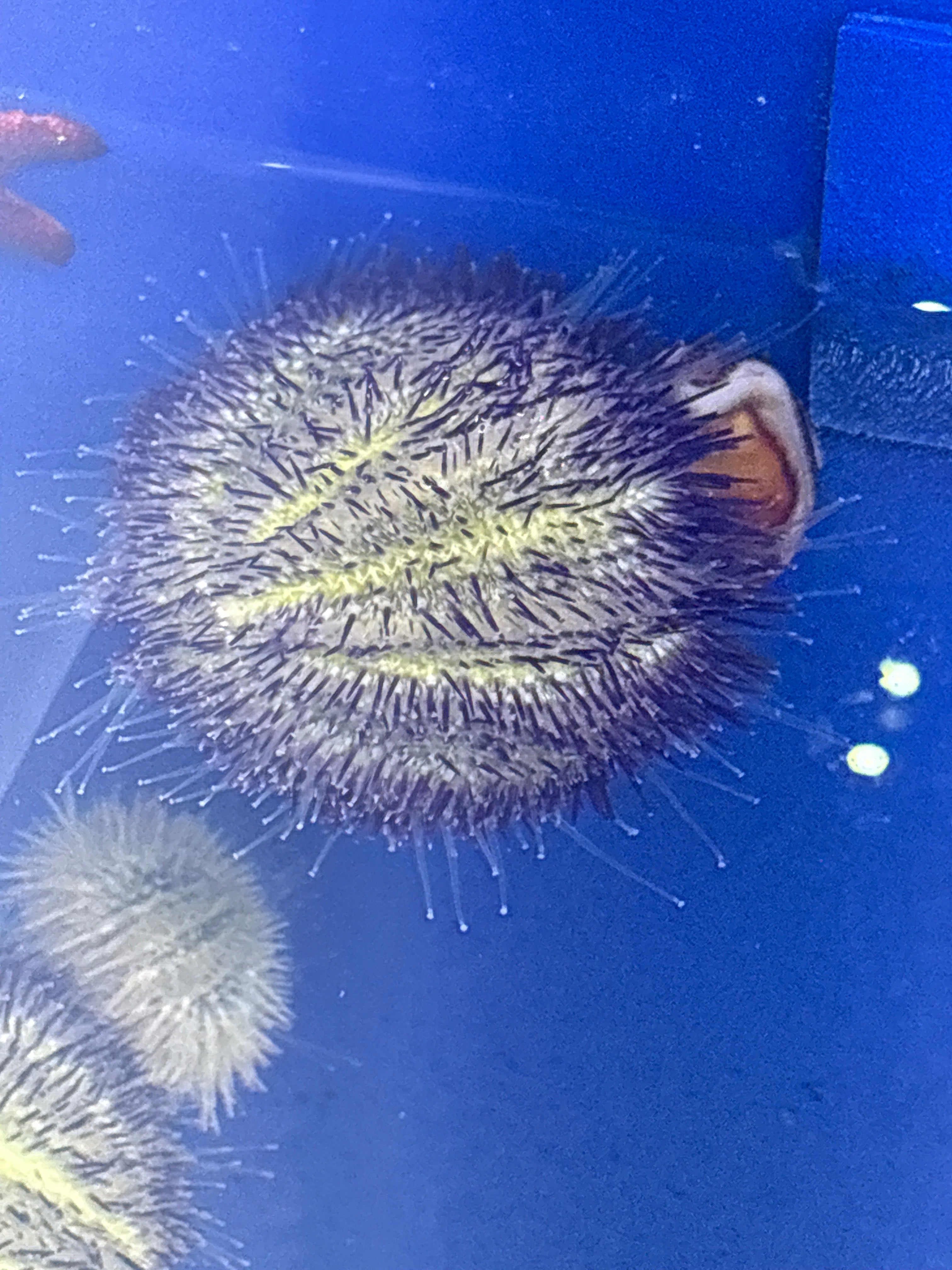 Purple urchin