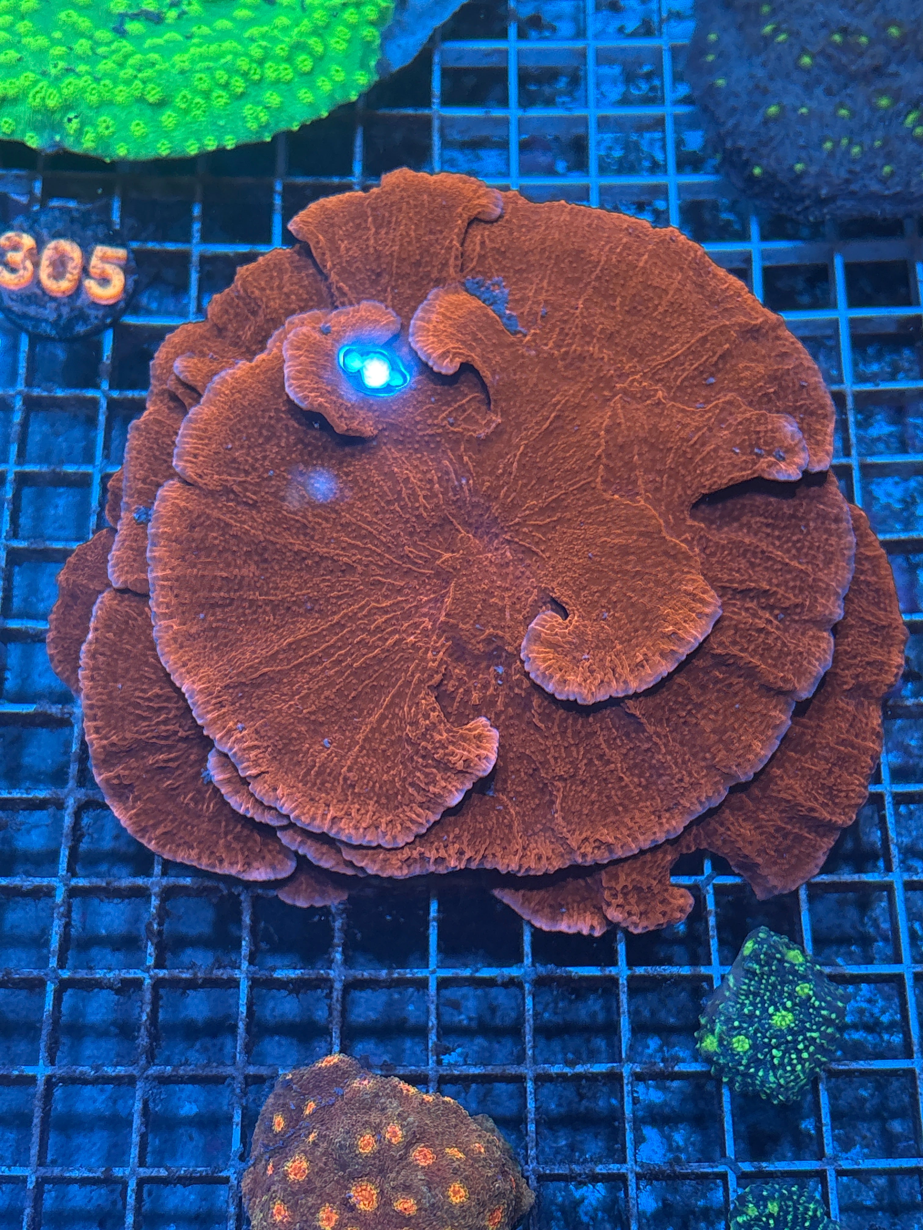 Red Montipora
