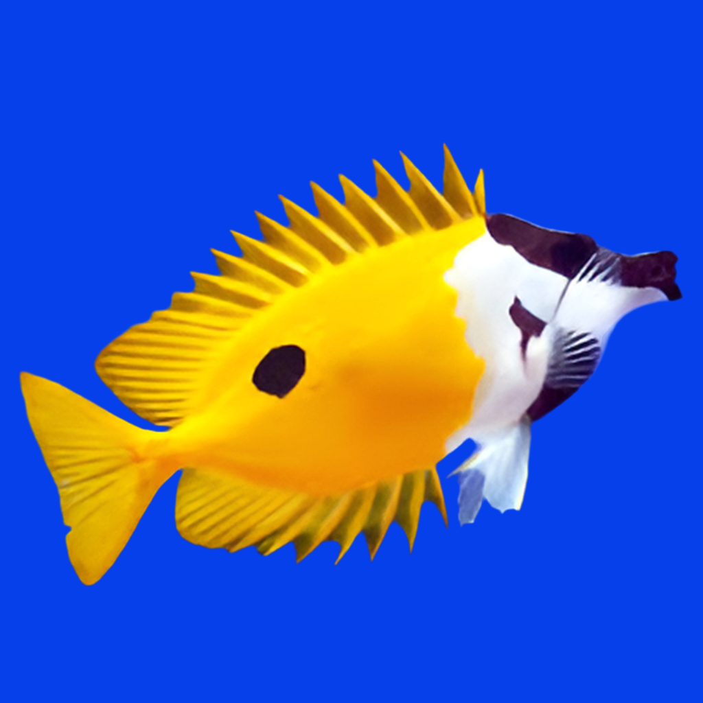 One spot foxface – Hydros Aquatics