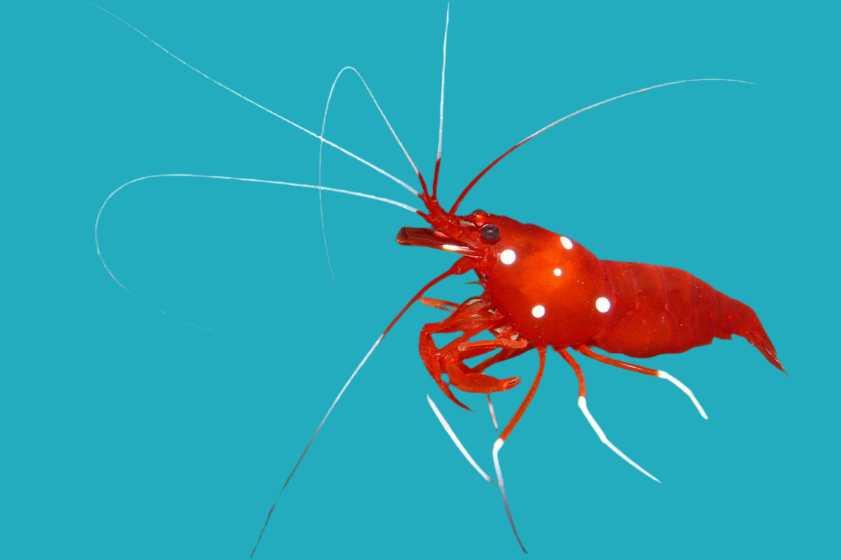 Blood Shrimp