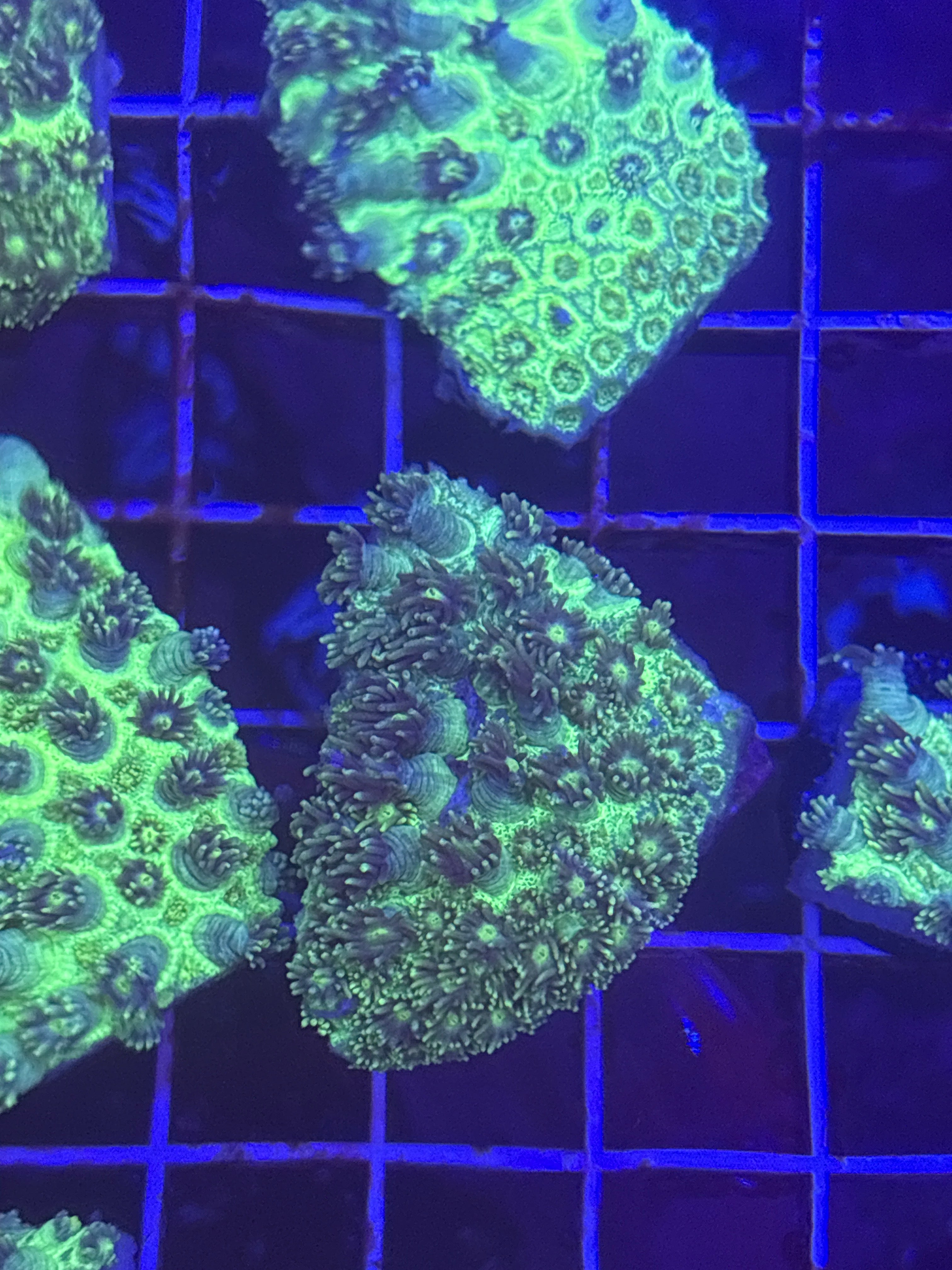 Hydros Green Golbin Goni