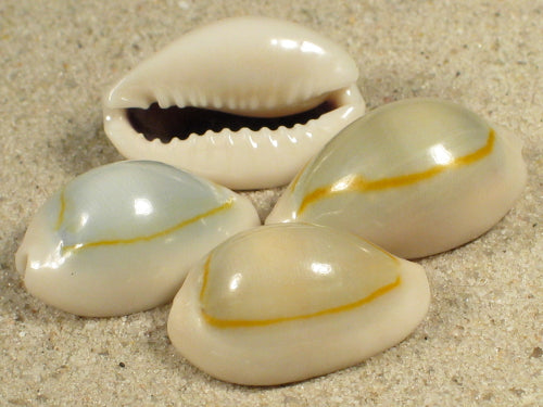 Cypraea Annulus