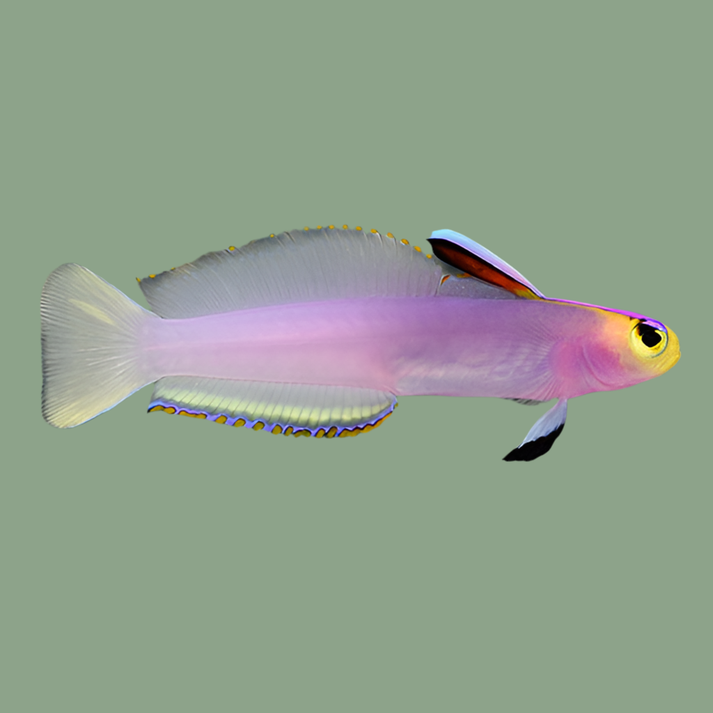 Helfrichi Firefish