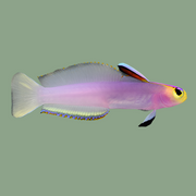 Helfrichi Firefish