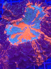 Rainbow Acantho