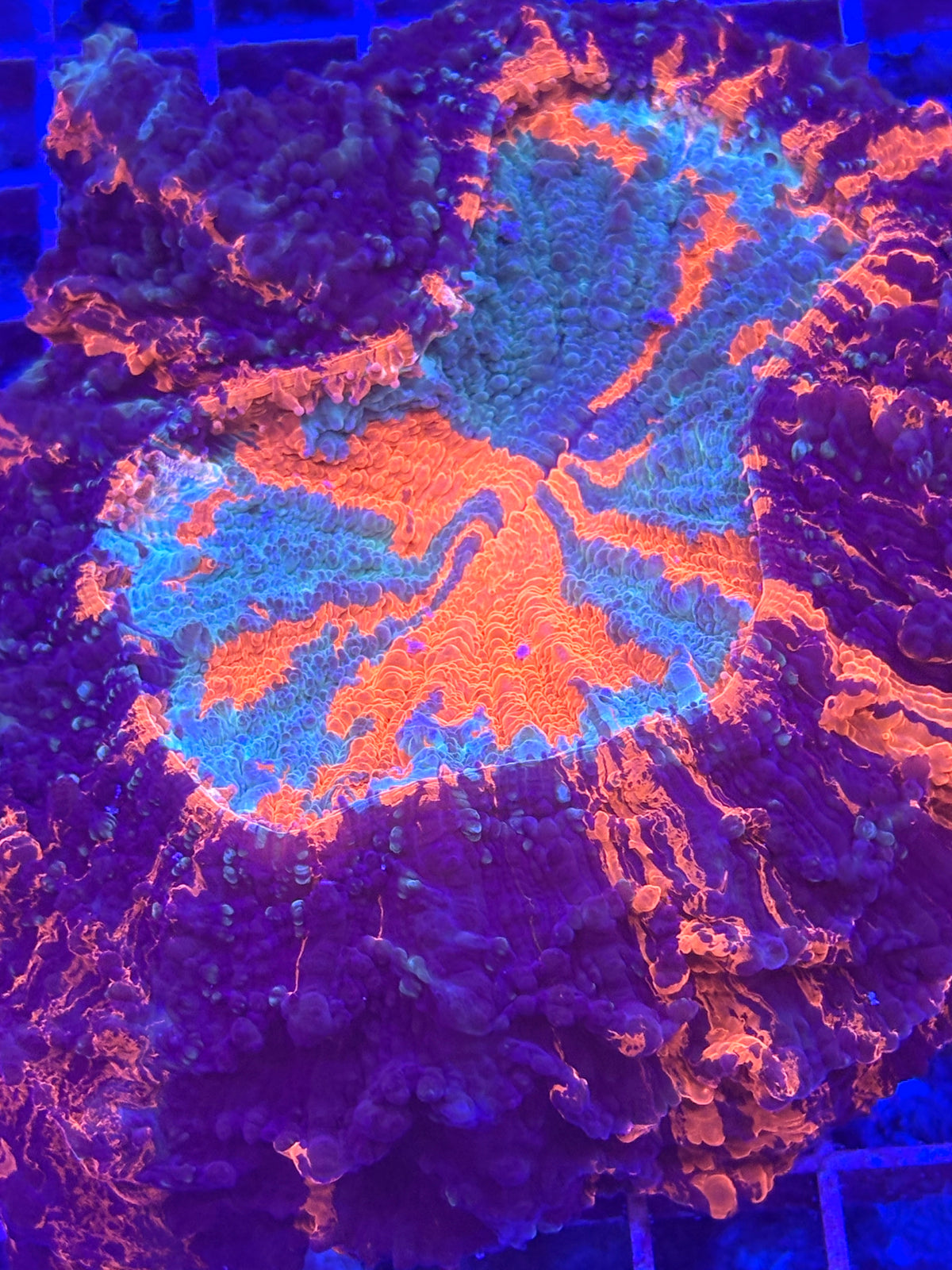Rainbow Acantho