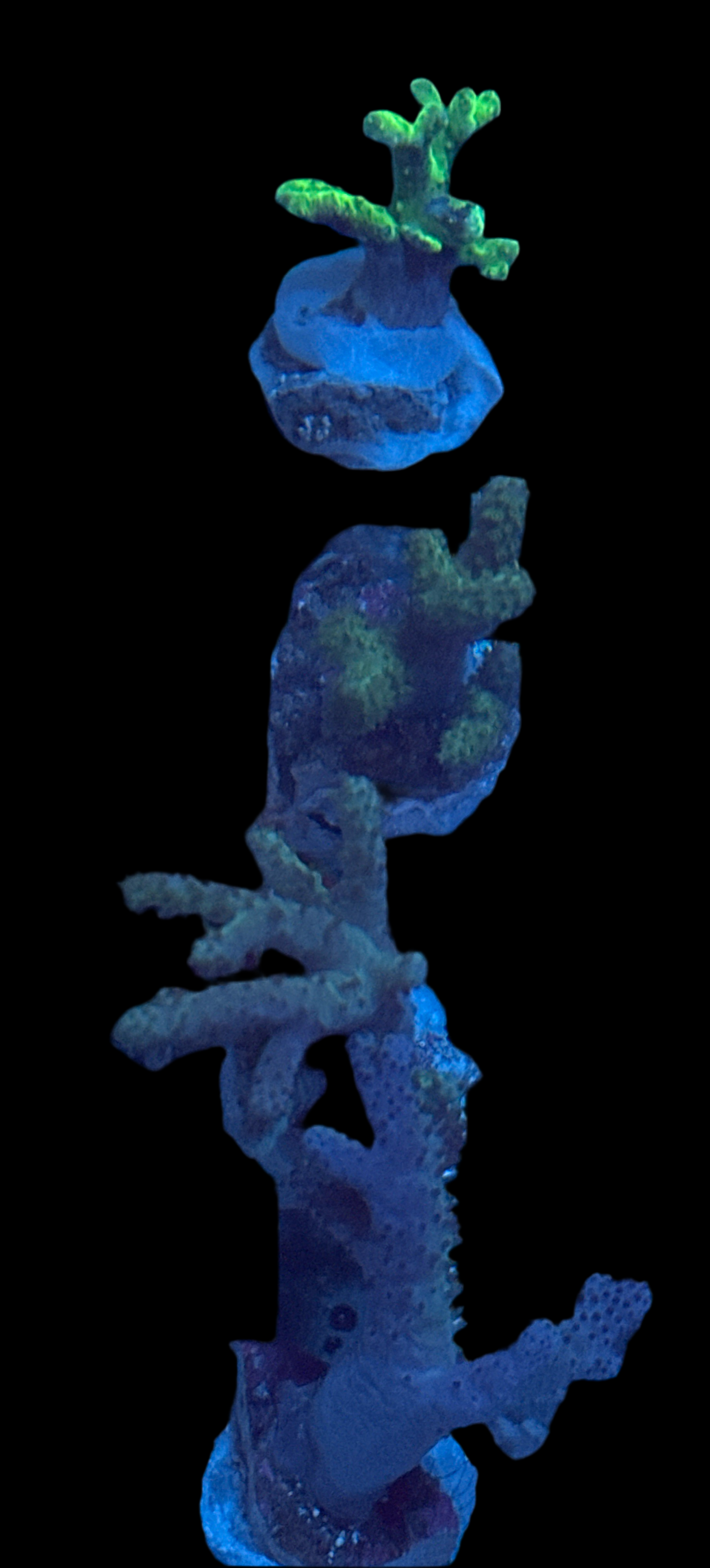 Leather frags