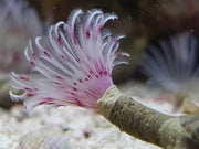 Red/white Tubeworm