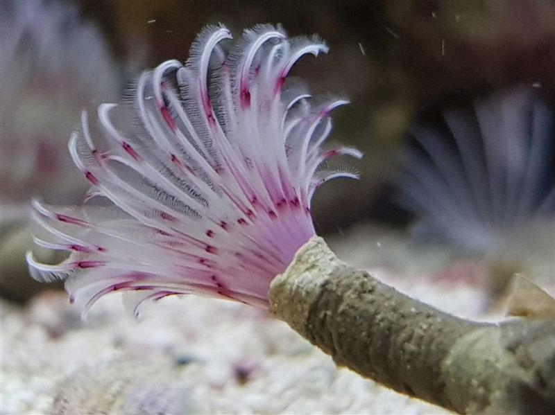 Red/white Tubeworm