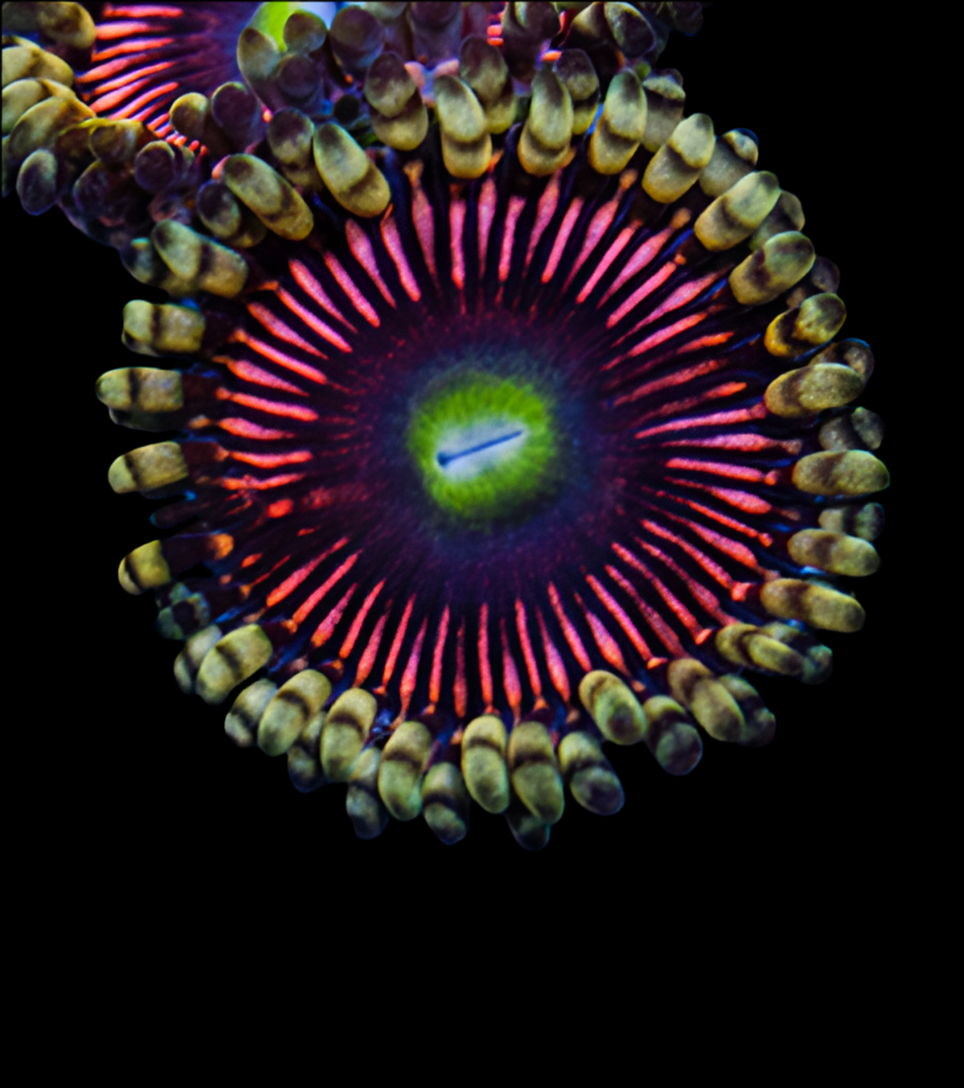 Cat eye zoanthid 40 per frag