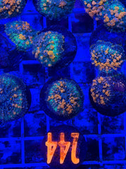 Sunkist bounce mushroom