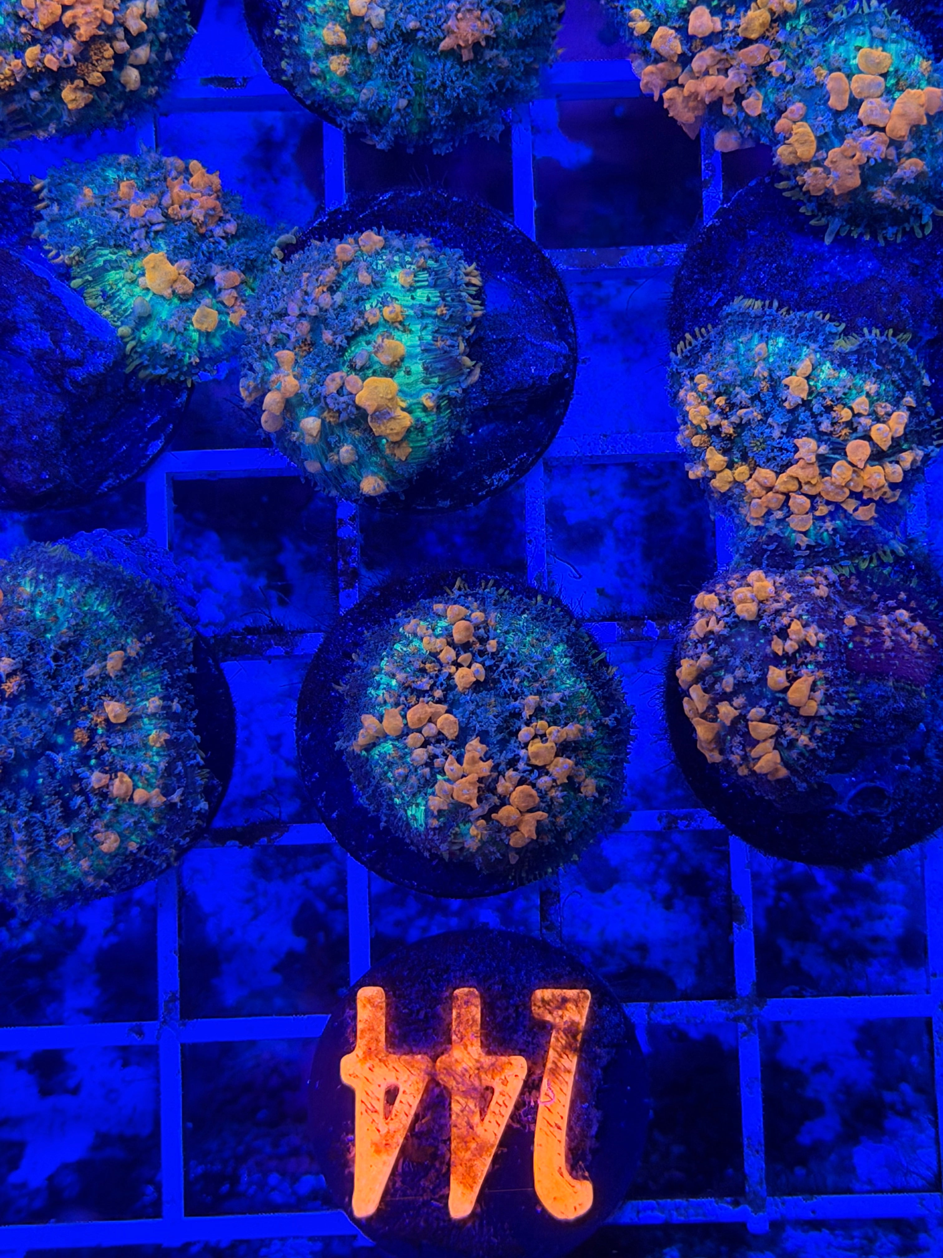 Sunkist bounce mushroom