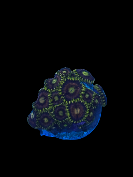 Asteroid Zoanthid