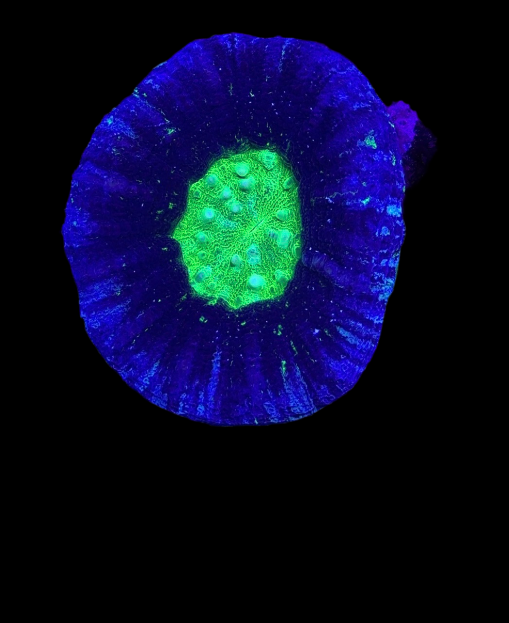 UFO scoly