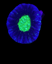 UFO scoly