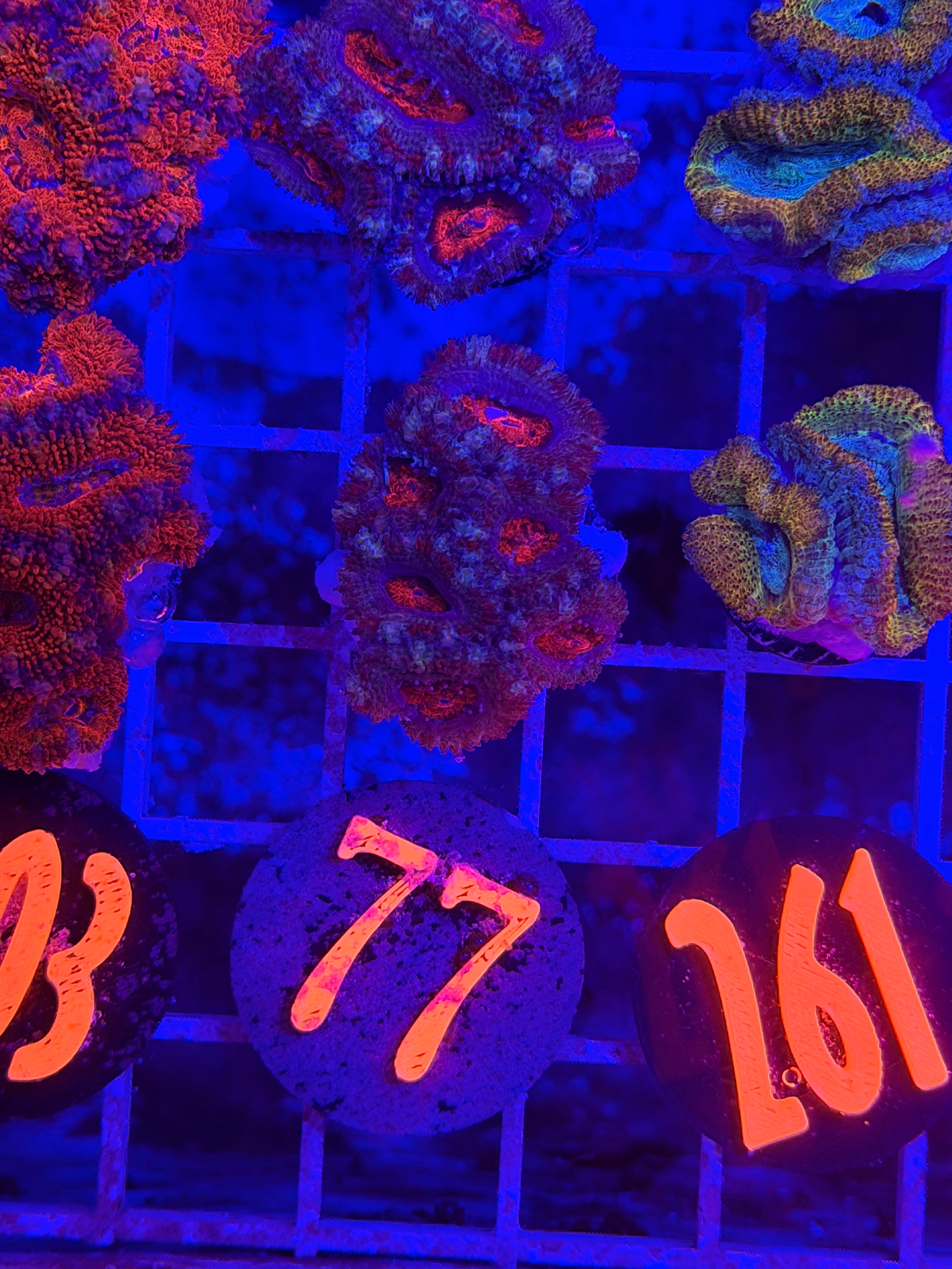 Demon Eye Acan
