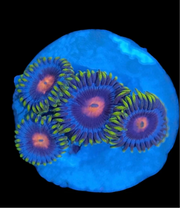 Blow pop zoanthid