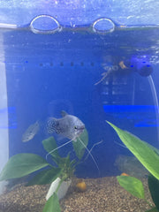 Blue Gourami