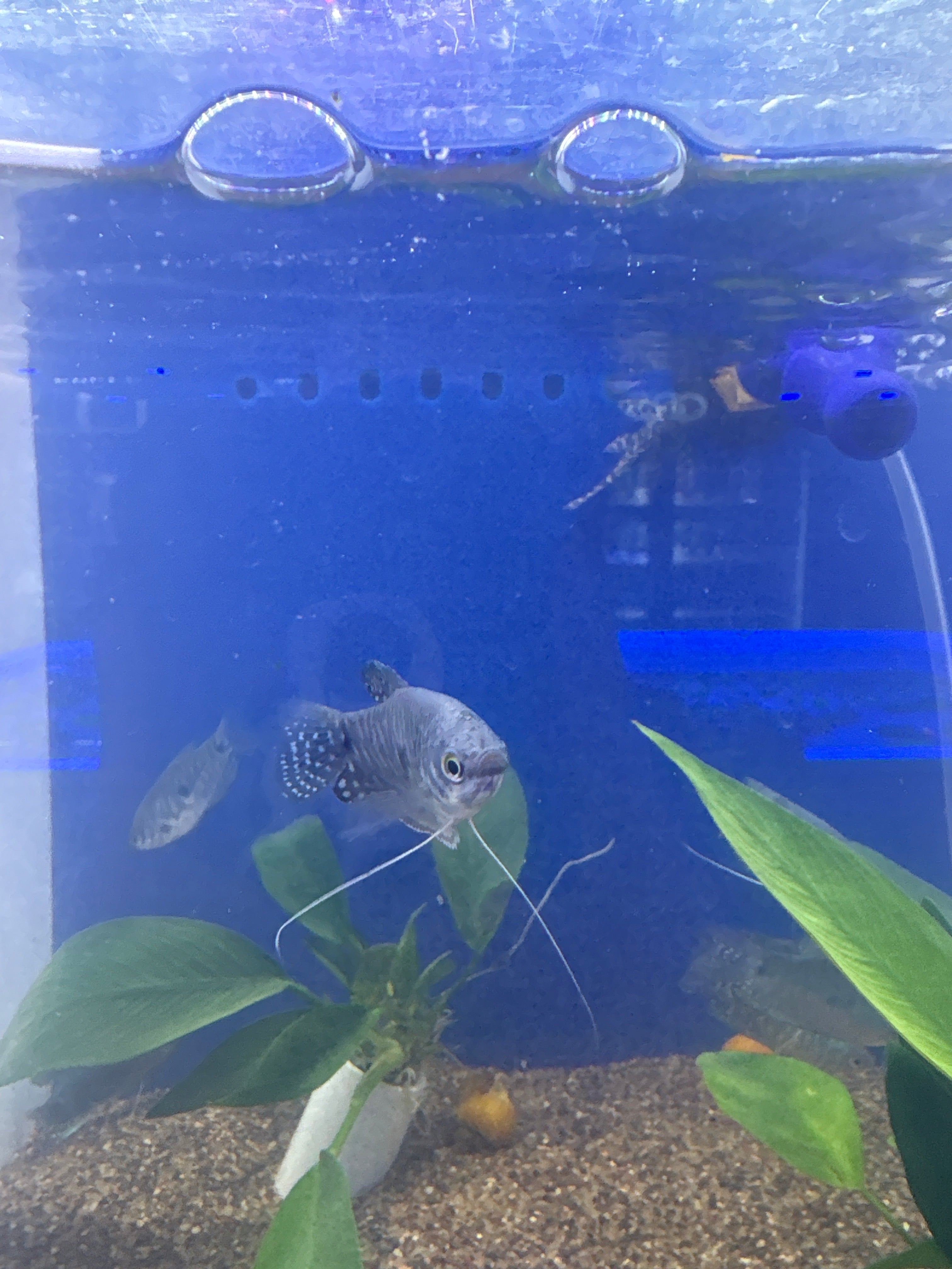 Blue Gourami